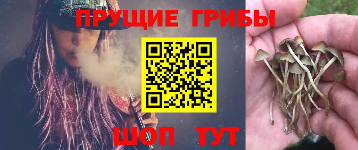 Псилоцибиновые грибы Cubensis Карталы
